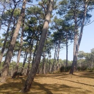 Pinie-Seekiefer-Pinus Maritima
